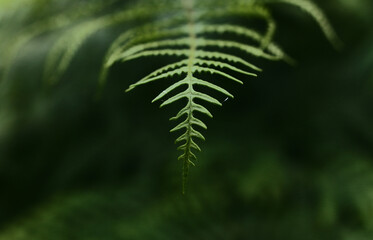 fern with blur