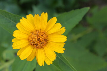 Blossom false sunflower on a green background on a summer sunny day. Flower with yellow petals in summertime. Close-up photo. 