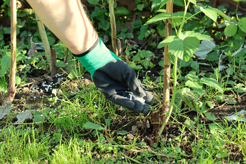 Raspberry fertilizer with potash and phosphorus fertilizer. Hand in a glove with fertilizer. selective focus