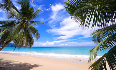 palm trees on the beach. Panorama seascape sky clouds.  sand sea wave. copy space. no people