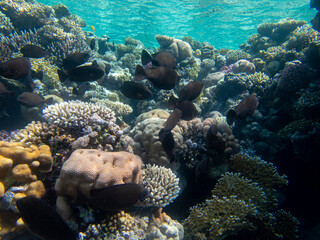 Fabulously beautiful view of the coral reef and its inhabitants in the Red Sea, Hurghada, Egypt