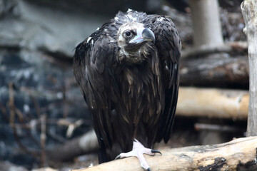portrait of cute surprised black vulture sitting on the log
