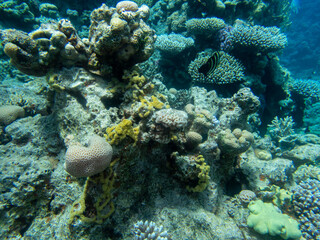 Fabulously beautiful view of the coral reef and its inhabitants in the Red Sea, Hurghada, Egypt