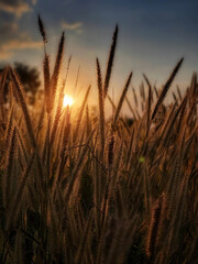 Beautiful dry reeds pampas grass on natural sunset background. Setting sun and soft plants...