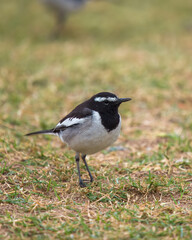 White-browed wagtail or large pied wagtail (Motacilla maderaspatensis) seen on the banks of Chambal river in Rajasthan, India