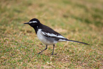 White-browed wagtail or large pied wagtail (Motacilla maderaspatensis) seen on the banks of Chambal...