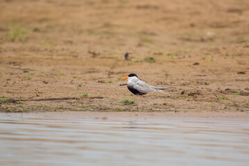 Black-bellied tern (Sterna acuticauda) observed on the banks of the Chambal river near Bharatpur in Rajasthan, India