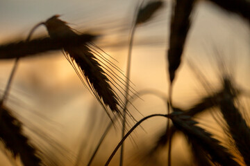 field, wheat, barley, rye, oats, in the morning at dawn