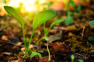 Close up of new born plant growing out of straw soil