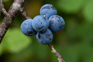  Sloe berries in a cluster on a branch