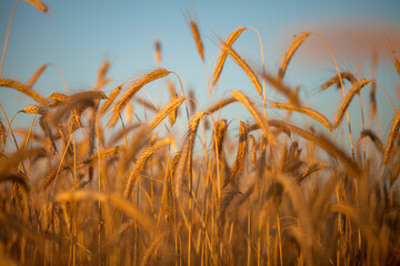 field, wheat, barley, rye, oats, in the morning at dawn