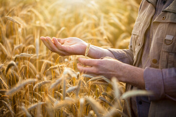 Farmer's hands in the field, wheat, barley, rye, oats