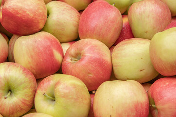 A group of apples that are nice and big