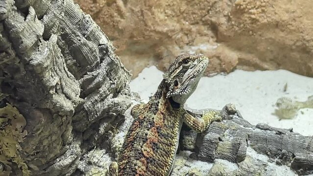 Eine Bartagame im Teraium.