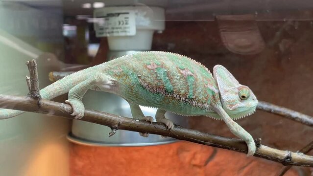 Ein Chile Camelion im Terarium.
