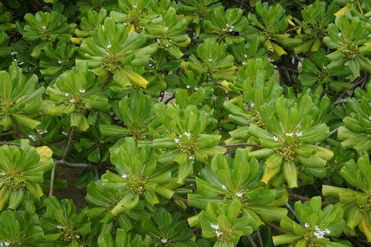 Scaevola sericea. Lots of green leaves. It is located at the beach of Thailand.
