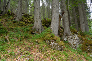 schwarzwassertal im kleinwalsertal