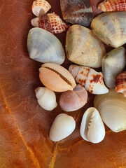 Top view close up of a brown dry leave with assortment of small seashells, macro