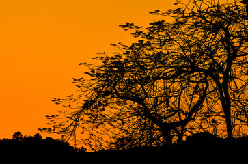 Branches of old big tree silhouette​ with leaves on orange evening sky after sunset, Natural background