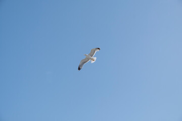 A lonely seagull flies over the blue sky. Seagull hunting fish over the sea.