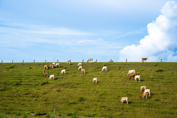 Herd of cows grazing on the hillside