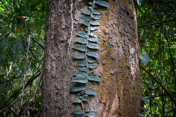 tree in the forest