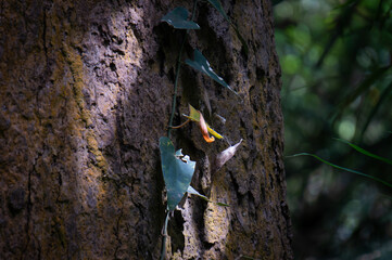 woodpecker on tree