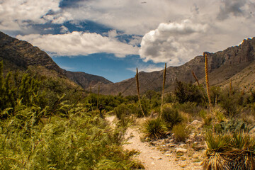 trails through Guadalupe Mountains National Park in west Texas