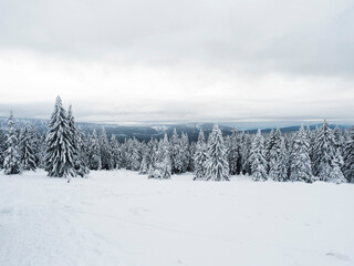 View of winter landscape with fields downhill over snowy spruce tree forest with snow covered conifers. Krkonose Mountains, Czech Republic, cloudy day