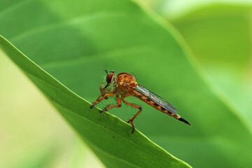Big Damselfly fly catching a bug