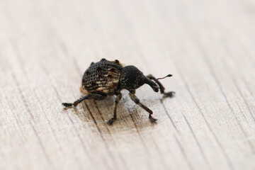 Mango Weevil