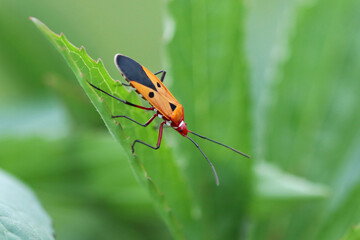Red Cotton Bug Dysdercus cingulatus