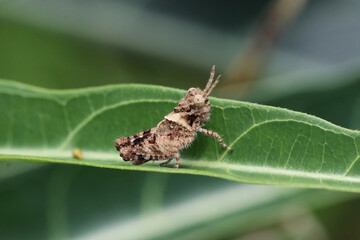 White Collar Stone Grasshopper