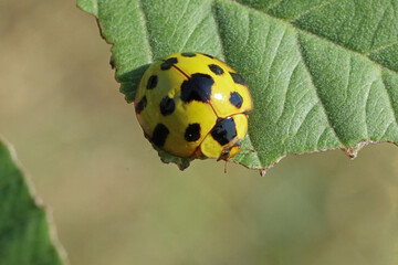 Yellow Spotted Tortoise Beetle Aspidomorpha miliaris