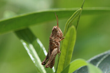 Stone Grasshopper