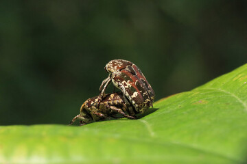 House Chafer Protaetia acuminata Mating on Leaf