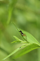 Swordtail Cricket Trigonidium cicindeloides