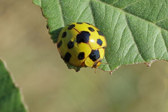 Yellow Spotted Tortoise Beetle Aspidomorpha miliaris