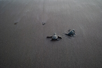 tortugas siendo liberada caminando sobre la playa para el oceano