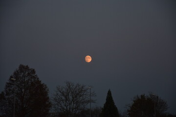 Oranger Mond am Nachthimmel mit Silhouetten von Bäumen