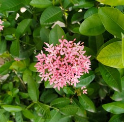 pink hydrangea flowers