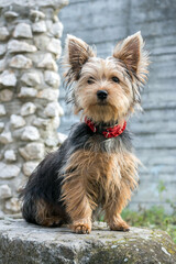 Yorkshire terrier puppy