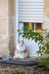 Long haired brown and white cat sitting on the doorstep