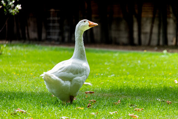 horizontal photo of a white goose with copy space