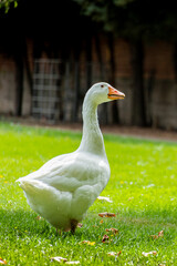 vertical animal life photo of white goose strolling through the green forest