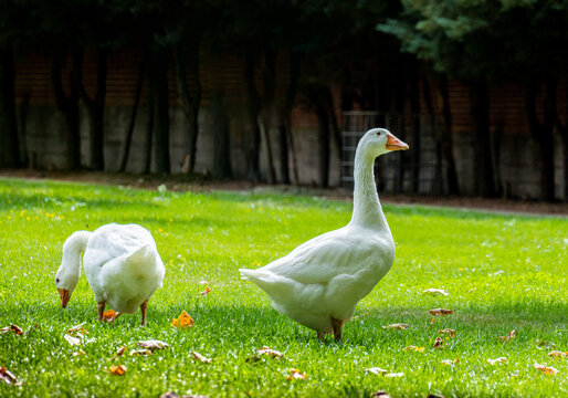 pair of white geese in the grass in freedom