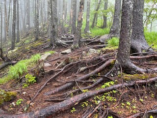 木の根っこ（白雲山）