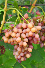 Grapes ripen on the branch of the bush