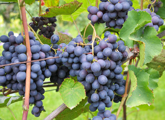Fototapeta premium Grapes ripen on the branch of the bush