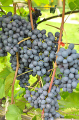 Grapes ripen on the branch of the bush